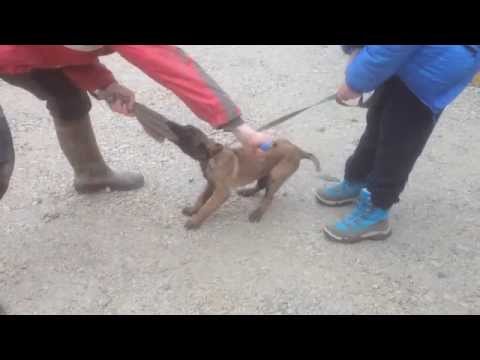 Chien malinois adulte débourrage pour la sécurité Chien malinois adulte débourrage pour la sécurité