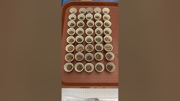 How to calculate ash-free dry mass (AFDM) for leaf litter decomposition studies.