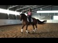 amazing dressage horse