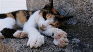 【猫島】撫でられるとグーパーしちゃう人懐っこい三毛猫【福岡県 相島】