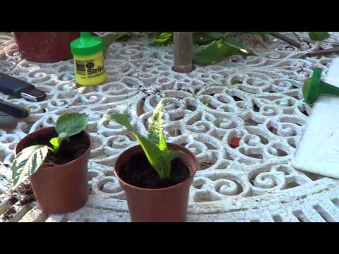 Dahlia Cuttings & Tuber Splitting