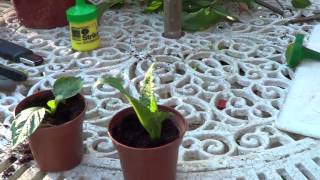 Dahlia Cuttings & Tuber Splitting