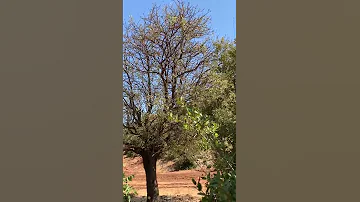 صيد عصفور التيان احمد خليل 
