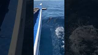 Dolphins Swim With a Boat