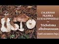 Съедобная Рядовка бело-коричневая - Tricholoma albobrunneum. Гриб соснового  бора.