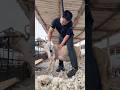 🐑 #sheep #sheepfarming #rogator #process #nice #wow #asmr #mashallah #agriculture #farmlife #speed