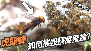 虎頭蜂 vs 蜜蜂的大戰! 一起去找中華大虎頭蜂!【史考特】