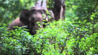 Elephant Scared and hides in the bush-heylos