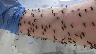 Mosquito blood feeding time-lapse by Perran Ross 205,206 views 6 years ago 1 minute, 35 seconds
