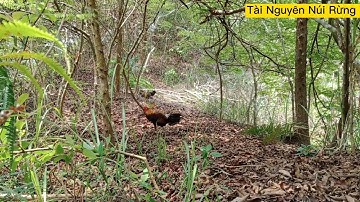 bẫy gà rừng ngày 12/04/2022.gặp bổi tơ có bộ mào kì lạ.