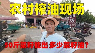 农村免费榨油现场，50斤油菜籽能榨出多少菜籽油？