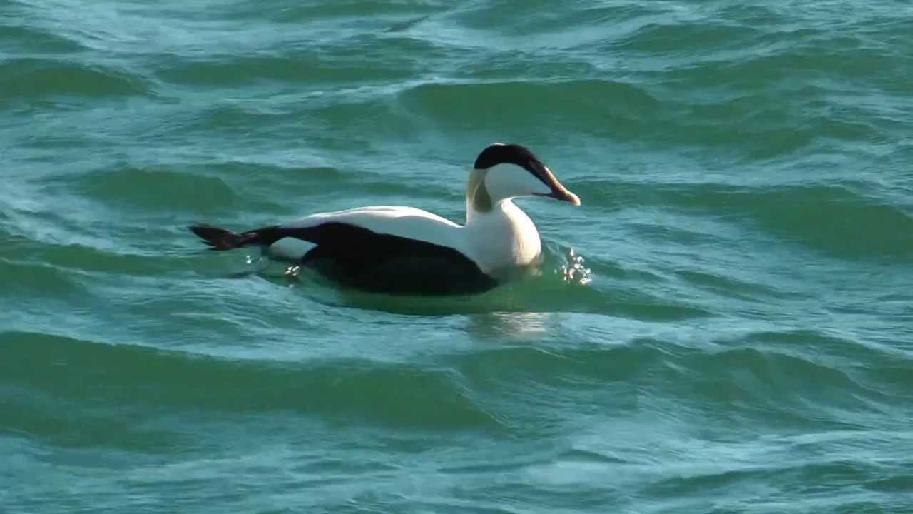 EDREDONE (Somateria mollissima)