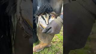 Burning On The Shoe #Shortswithcamilla #Farrier #Asmr #Satisfying #Horse