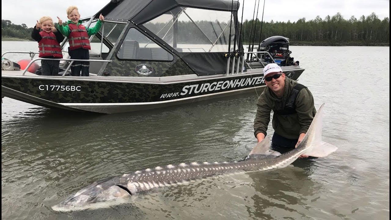 Fishing British Columbia Giant sturgeon camping and exploring WT part 12