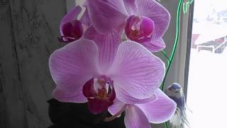 Две Орхидеи