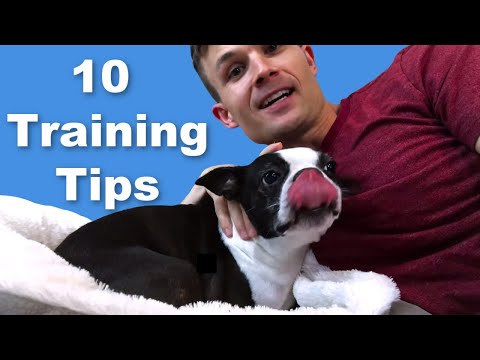 Video: Petua Latihan Puppy Top 10