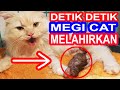 DETIK DETIK MENEGANGKAN MEGI MELAHIRKAN