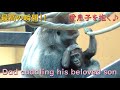 モモタロウが最愛の息子を抱きしめて一緒に遊ぶ、最高の瞬間♪