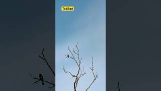 Download Lagu Murai Sound in the Morning MP3 Download Lagu Murai Sound in the Morning MP3