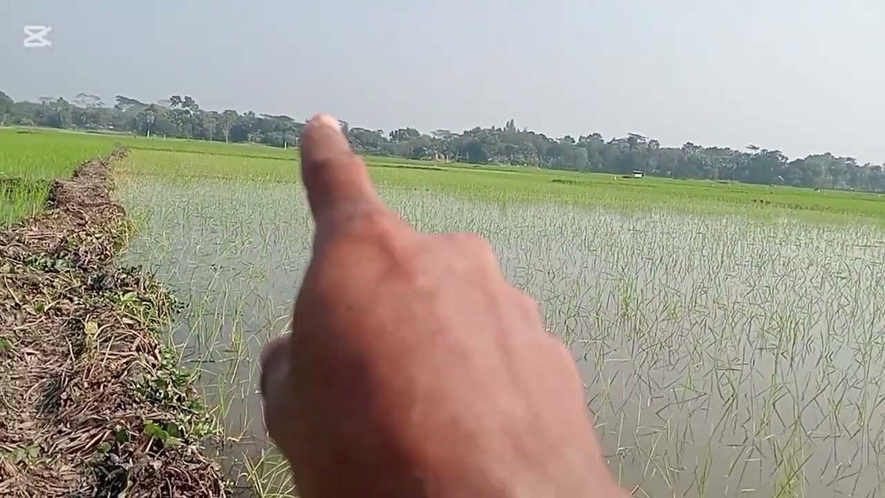 আজকে মধ্য বিলের জমিতে রিফিট প্রোগ করা হলো। মধ্য বিলের জমিতে পানি বাশি থাকার কারনে দেরি।