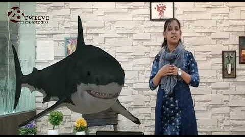 AUGMENTED REALITY AR ONLINE CLASSES FOR TEACHERS TO TEACH THE CHILDRENS LIVE AND REAL VISUAL IMAGES.