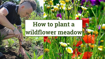 How to create a Wildflower Meadow: Wildlife Garden Design Guide - Episode 4.