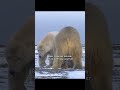 The courage of the mama bear gave them a ray of hope. #wildlife #animals #shorts