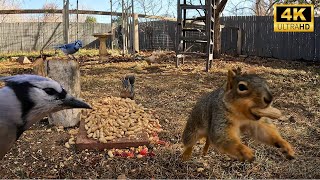 Cat TV - Vol.6 - 4K 8 Hours - Birds and Squirrels Enjoying a Beautiful Day - Animal TV - Pet TV