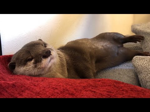 カワウソさくら ちょっと色っぽく寝ているカワウソ otter that sleeps a little sexy