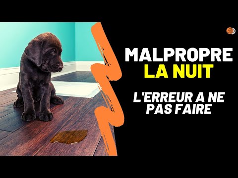 Vidéo: Mon chiot devrait-il encore avoir des accidents ?