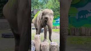 Inilah Gajah Aisa #Animals #Shorts #Gajah