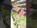 【どこで切るのが正解?】チューリップのお花が咲き終わったらやるべき作業をご紹介します♩