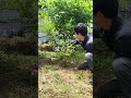 ズボラでも失敗しない！難しくないナンテンの剪定方法　#園芸 #ガーデニング #shorts