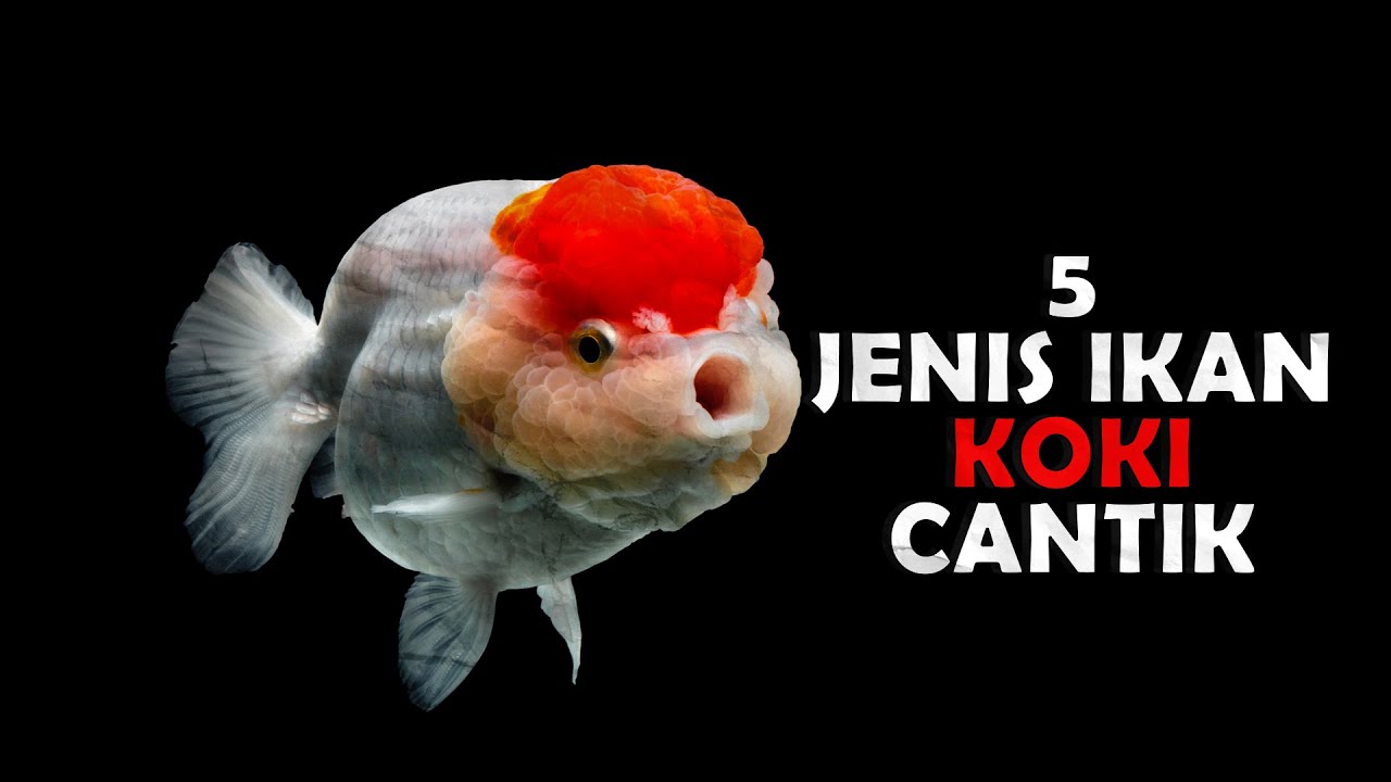 5 Jenis Ikan Koki yang memanjakan Mata - YouTube