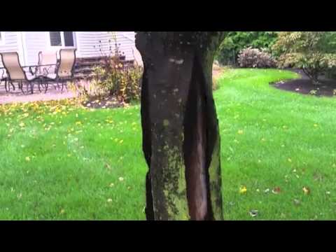 How do you fix a tree with bark missing?