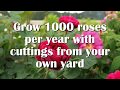 Grow roses from cuttings: semi-hardwood