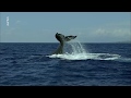 Pacifique : Un océan féroce [Documentaire arte HD]
