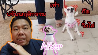 ปรับพฤติกรรมชิวาว่าขาโหด เห่า กัด วิ่งใส่ ครบ