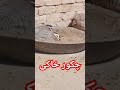 پیور چکور نر مادی خاکی 