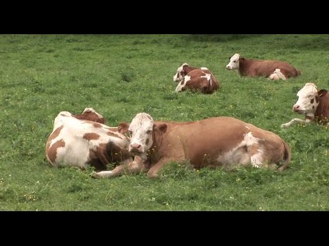 ფერმა - პირუტყვის დაავადებებების მონიტორინგის ცენტრი