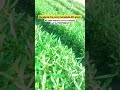 Macadamia nut plants for sale cheap price #farming storge and best Quality #specialplants  🥜🤤🌍📈