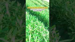 Macadamia nut plants for sale cheap price #farming storge and best Quality #specialplants  🥜🤤🌍📈