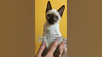 САМЫЕ МАЛЕНЬКИЕ ПОРОДЫ КОШЕК