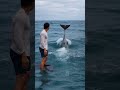 Dolphin Finds a Sunken Plane… What’s Inside Is Terrifying #goproanimals #animals #shark