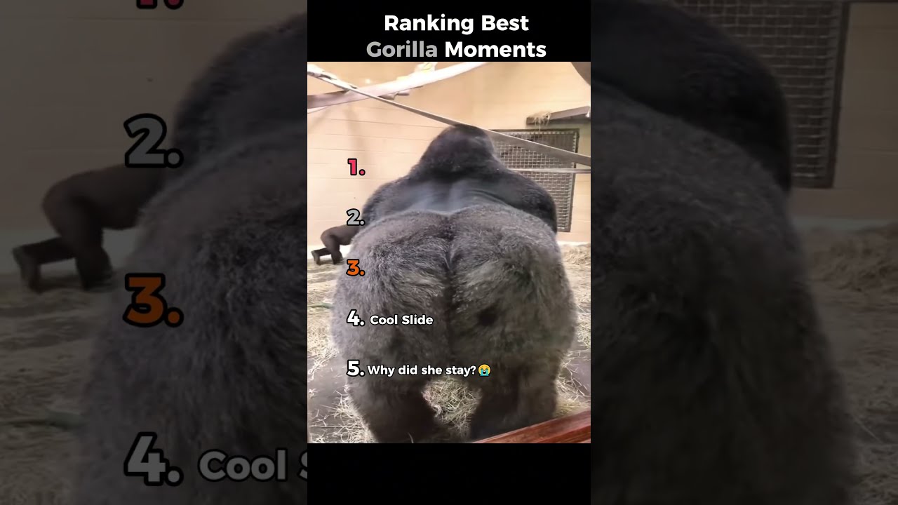 Ranking Best Gorilla Moments
