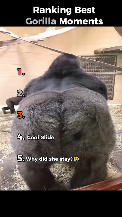 Ranking Best Gorilla Moments