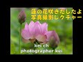 蓮の花写真の撮り方レクチャー