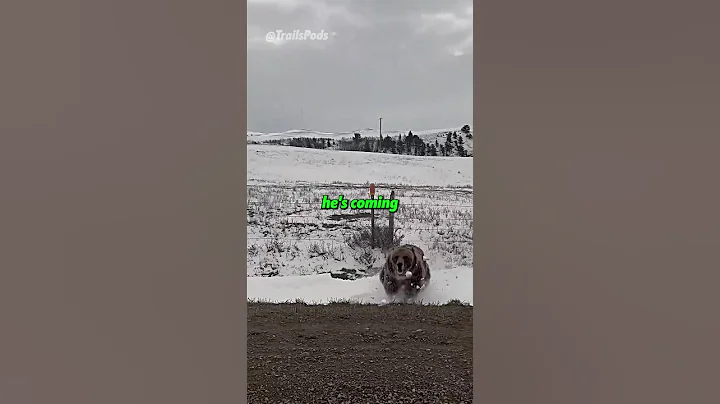 Grizzly Bear Bow Hunting Gone Wrong