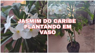 JASMIM DO CARIBE/COMO PLANTAR JASMIM do CARIBE em VASO/BUQUÊ DE NOIVA como  CULTIVAR + Floração - thptnganamst.edu.vn
