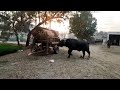 Big buffalo mating, animal mating